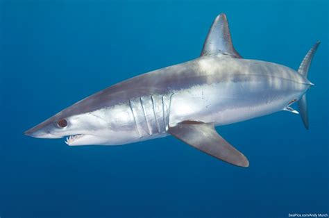 Shortfin Mako Shark Isurus Oxyrinchus Natural Creations