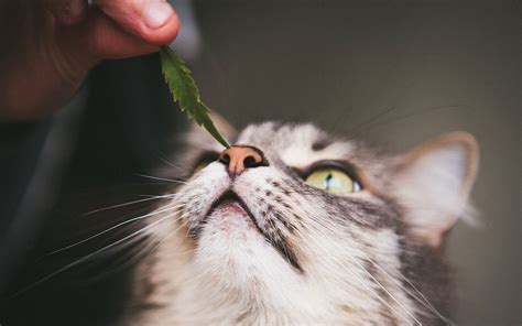Cats have an endocannabinoid system, too. Buy CBD Oil for Cats - Complete Guide | HolistaPet