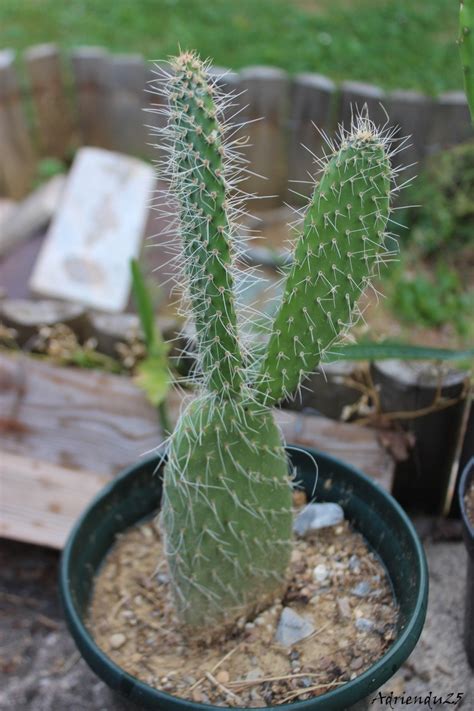 Pourquoi mon cactus a la base toute sèche ? Floraison cactus