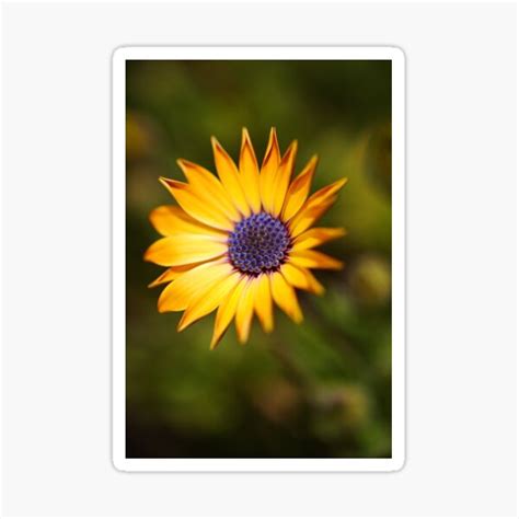 African Daisy Hello Sticker For Sale By Bubbleblue Redbubble