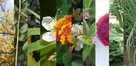 Ten Plants Native To Guanacaste For Easy Gardening