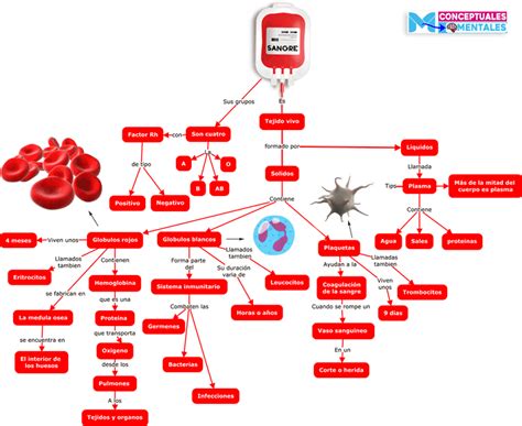 Mapas Conceptuales Del Sistema Circulatorio Partes Y Funciones