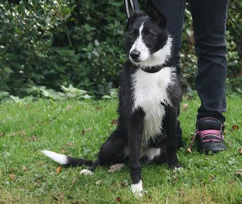 Sparky 7 Month Old Male Bearded Collie Cross Greyhound Available For