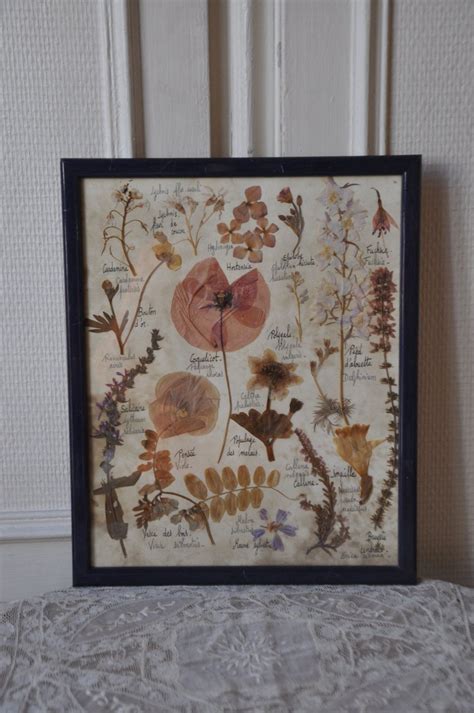 Coffee filters are good for more than just a fresh cup of joe. French 1920s Framed Botanical Art, Pressed Flower ...