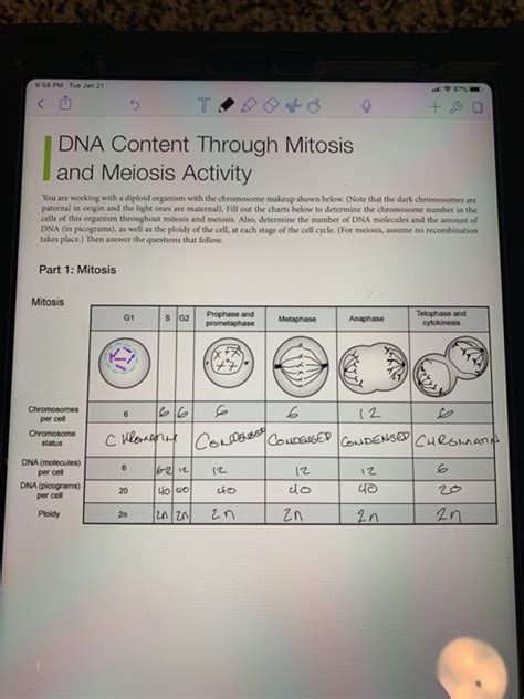 Using meiosis and crossovers, create 'designer' fruit fly offspring with desired trait combinations. Solved: 6.58 PM Tue Jan 21 DNA Content Through Mitosis And ...