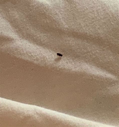 What Are These Tiny Black Bugs In My House