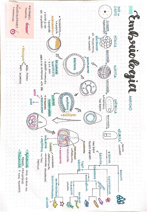 Embriologia Mapa Mental Biologia