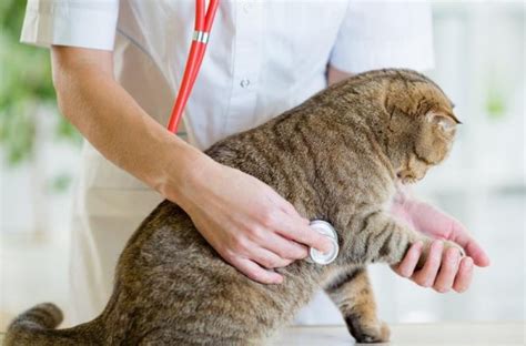 Veterinary Comprehensive Surgical Services In Rancho Cucamonga Ca