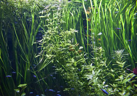 Vegetation In Fish Tank Clippix Etc Educational Photos For Students