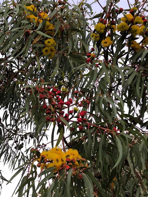Eucalyptus Erythrocorys Red Capped Gum Flowering Perth February
