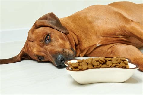 Diarrhea In Dogs How To Help And What To Feed A Dog With Diarrhea Artofit