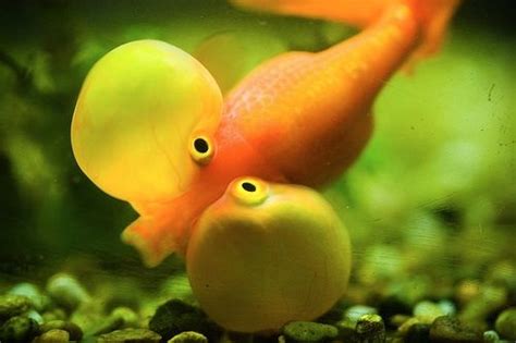 Gambar Ikan Lucu Kartun dan Asli Bikin Ngakak
