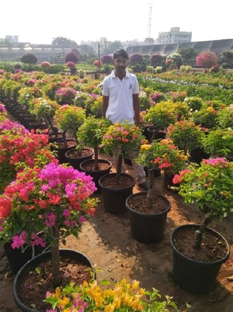 Find here details of companies selling plant nursery, for your purchase requirements. Best Plant Nursery in Jaunpur You Can Visit! • India Gardening