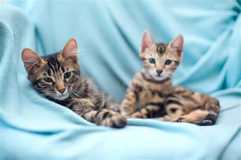 The bengal is a relatively new cat breed, with rosetted or spotted markings. Little Charcoal Bengal Cat Laying On The Blue Background ...