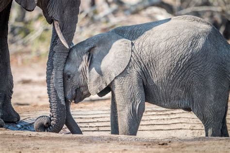 Baby Elephant Leaning Against Mothers Trunk Stock Photo Image Of