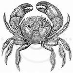 Crabs Clipart Crab Transparent Emoji Webstockreview Drawing