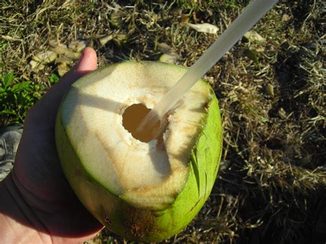 This is very easy to dowatch it and try itafter learning this technique you can bring. How to open green coconuts for water | Florida Hillbilly