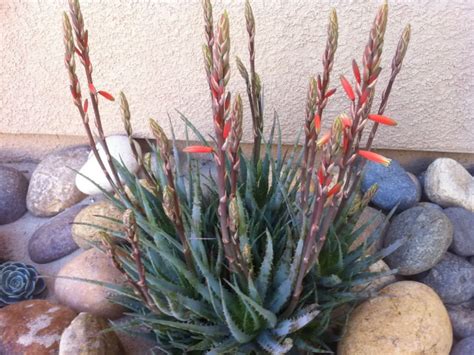 Was that a thing he already did in one of the animations/movies and i just forgot oooooorrrrrrrrrrr am i just experiencing some thurst ?? Aloe 'Blue Elf' | World of Succulents