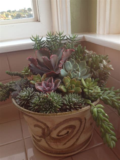 Simple to make and easy to care for this diy terrarium makes a great gift, was assembled in a matter of minutes. Kitchen counter...I can see it every time while doing ...