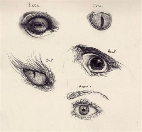 Because of this, it's not so easy to draw eyes that look both realistic and alive, especially when you can't use a reference. How to Draw Various Animal and Human Eyes | Tekenen, Paarden
