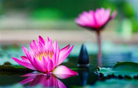 Wallpaper Flower Water Macro Water Lily Images For Desktop Section