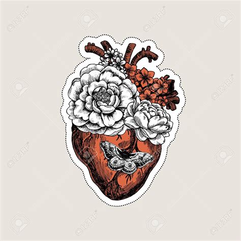 These anatomical heart medical illustrations are highly detailed drawings that blend art with science. Anatomical Heart Drawing at GetDrawings | Free download