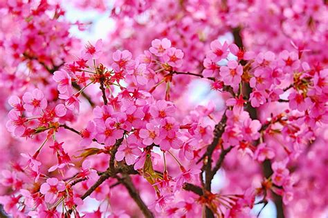 Cherry Blossom Pink Flowers Nature Hd Wallpaper Pxfuel