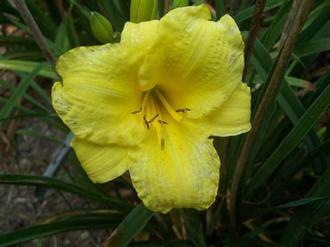 Season long color in the perennial border! Hemerocallis 'Lemon Lollipop' - The Site Gardener