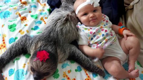 5 Month Old Shares Adorable Friendship With Pet Sloth Abc7 Los Angeles