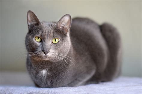 Korat Cat Breed Information Pictures Characteristics And Facts Grey