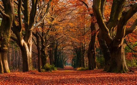 Wallpaper Sunlight Trees Landscape Colorful Forest Fall Leaves