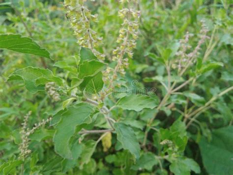 2344 Tulsi Plant Stock Photos Free And Royalty Free Stock Photos From