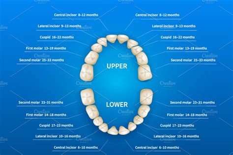 Dental Chart Tooth Numbers