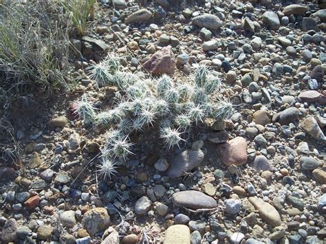Next, plant your cactus in a bigger. Trees That Please Nursery: July 2012