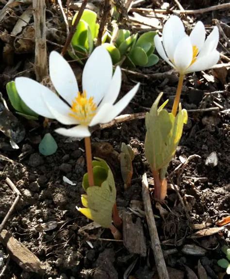 How To Grow Bloodroot Flowers Sanguinaria Canadensis Garden Bagan
