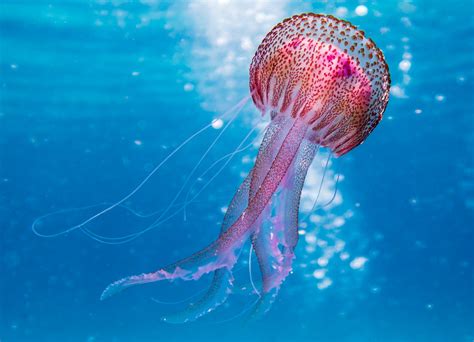 Dangerous Jellyfish Identification Guide 10 Jellies To Avoid