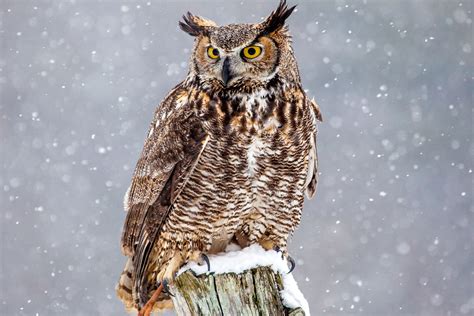 White undersides and face pale brown and grey wings and back. Great Horned Owls Facts
