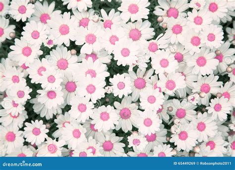 Lovely Blossom Pink Color Daisy Flowers Background Stock Image Image
