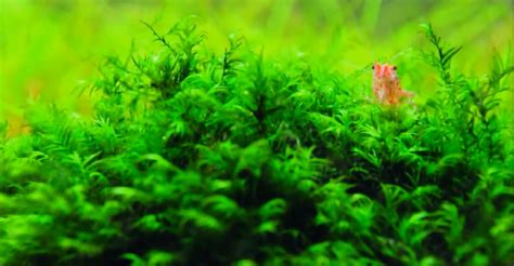 Hairgrass yang mempunyai nama latin eleocharis parvula ini berasal dari negara amerika selatan. Cara Menanam Eceng Gondok Di Aquarium | Cara Berkebun
