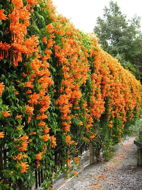 Golden Trumpet Vine In 2020 Climbing Flowering Vines Front Yard