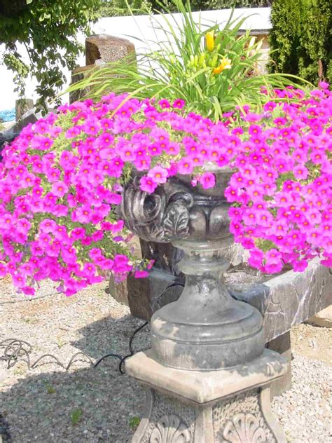 It was hosted by amazon.com inc. Planters - Concrete Works Statuary
