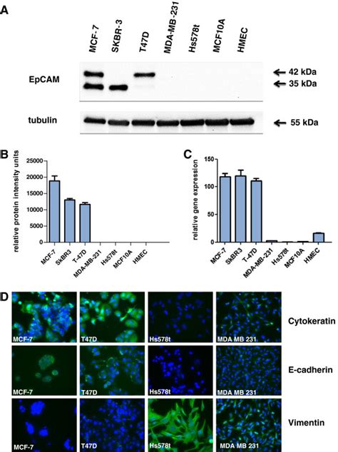 Expression Of Epcam In Human Breast Cancer Cell Lines And Primary