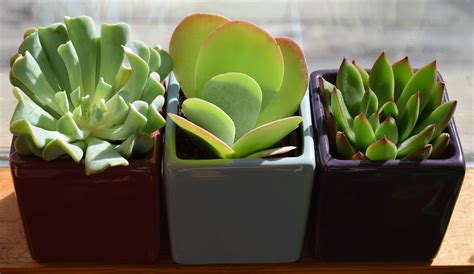 Star Nursery Blog 5 Essential Tips For Growing Succulents