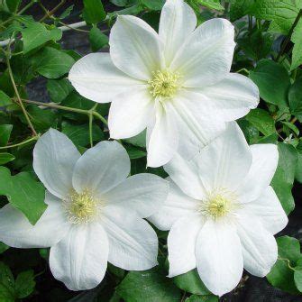 Timeless and elegant, they provide a modern aesthetic, leaving visual space for colorful accents like furniture, hardscape or what's blooming now: White Clematis in bloom right now in my garden. Large ...