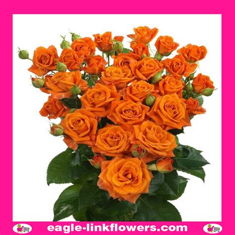 Orange Fire Premium Spray Roses Eagle Link Flowers