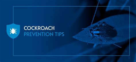 Prevent Cockroaches In Your Home Cockroach Prevention Tips