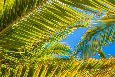 Palm Tree Leaves Free Stock Photo Public Domain Pictures