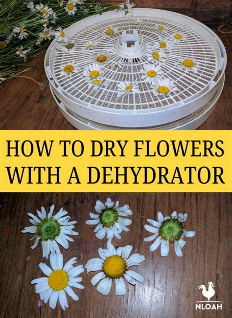 You may stack up to five layers of leaves if you need to, alternating between paper towels and herbs. How to Dry Flowers With a Dehydrator • New Life On A ...