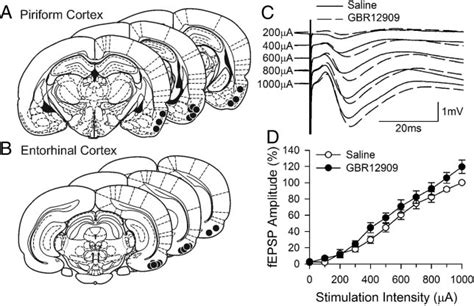 Field Potential Responses In The Lateral Entorhinal Cortex Evoked By