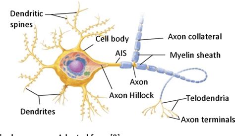 Figure 17 From The Structure And Plasticity Of The Proximal Axon Of